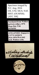 Scarabaeidae sp. "AYC 308" • All Rights Reserved Museum Label