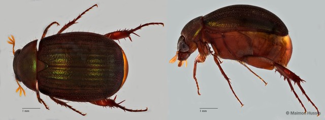 Melolonthinae sp. "ZRCBDP0071822" • © Maimon Hussin • All Rights Reserved