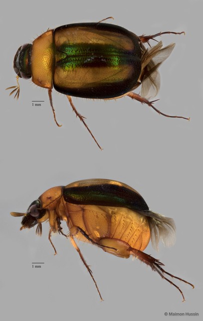 Melolonthinae sp. "ZRCBDP0273266" • © Maimon Hussin • All Rights Reserved