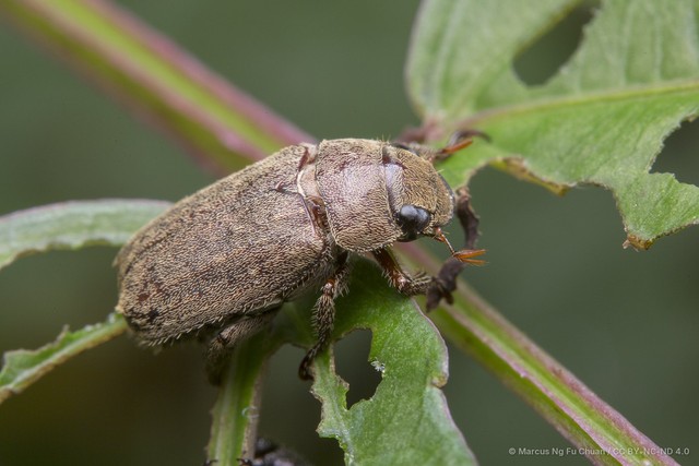 Adoretus (Lepadoretus) compressus • © Marcus Ng Fu Chuan • CC BY-NC-ND 4.0