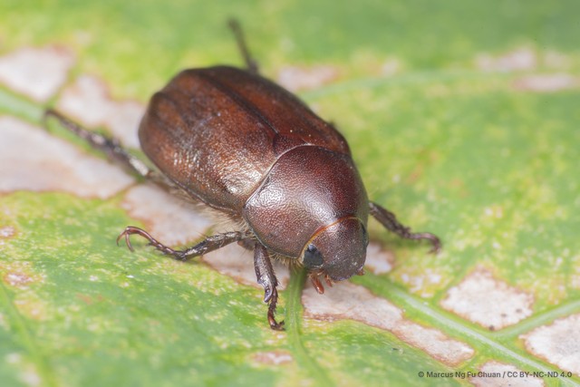 Anomala obsoleta • © Marcus Ng Fu Chuan • CC BY-NC-ND 4.0