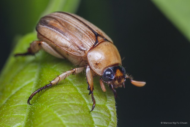 Anomala pallida • © Marcus Ng Fu Chuan • All Rights Reserved