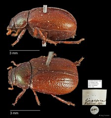 Apogonia sp. "AYC 166" • © Ang Yuchen • All Rights Reserved