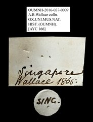 Apogonia sp. "AYC 166" • All Rights Reserved Museum Label