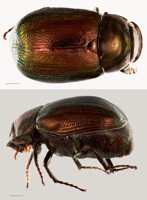 Apogonia sp. "ZRCBDP0071932" • © Tan Wee Chye • All Rights Reserved