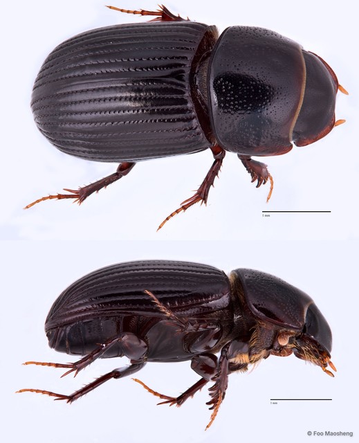 Ataenius australasiae • © Foo Maosheng • All Rights Reserved