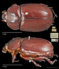 Blabephorus pinguis • © Ang Yuchen • CC BY 4.0