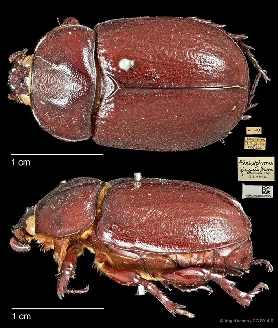 Blabephorus pinguis • © Ang Yuchen • CC BY 4.0