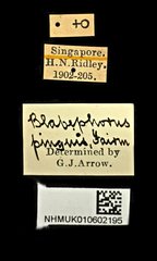 Blabephorus pinguis • All Rights Reserved Museum Label