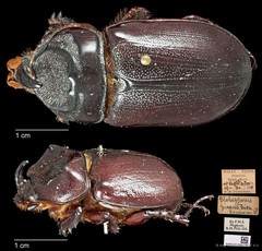 Blabephorus pinguis • © Ang Yuchen • CC BY 4.0