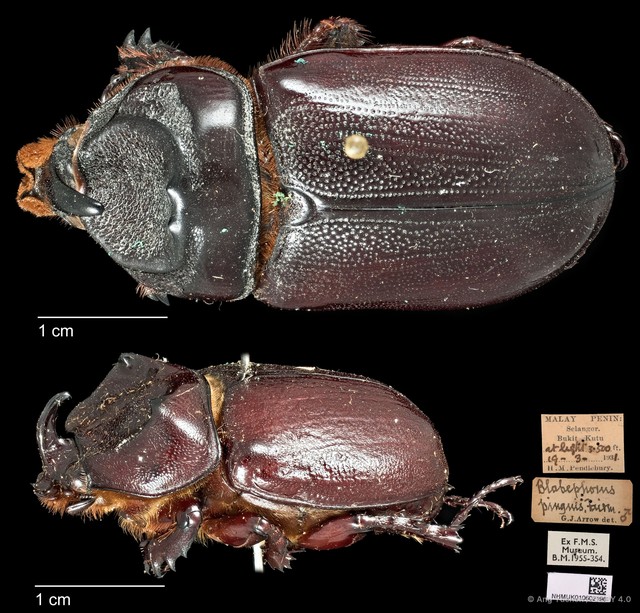 Blabephorus pinguis
