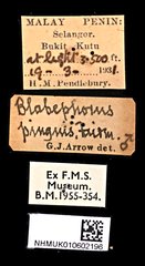 Blabephorus pinguis • All Rights Reserved Museum Label