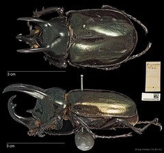 Chalcosoma atlas • © Ang Yuchen • CC BY 4.0