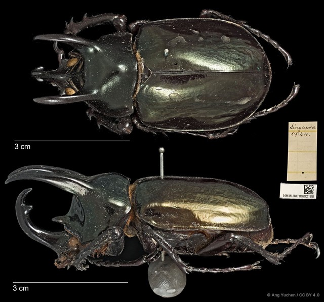 Chalcosoma atlas • © Ang Yuchen • CC BY 4.0