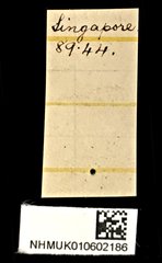 Chalcosoma atlas • All Rights Reserved Museum Label