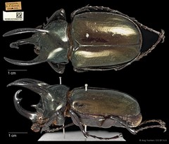 Chalcosoma atlas • © Ang Yuchen • CC BY 4.0
