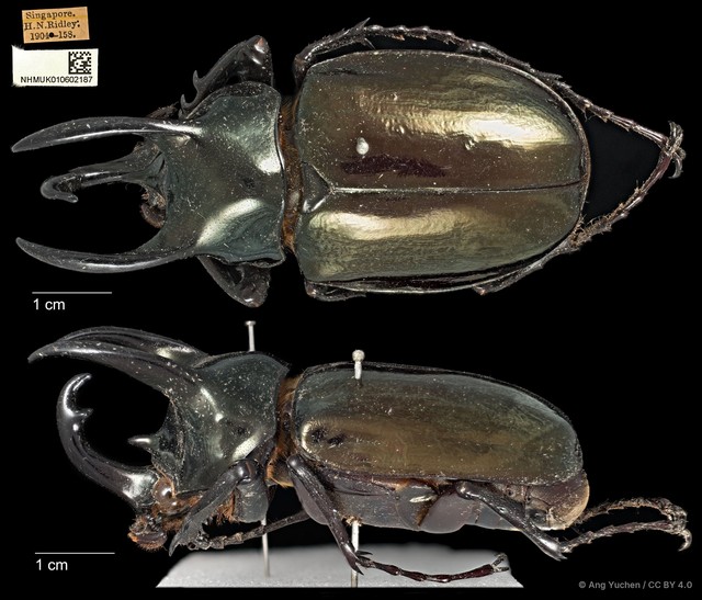 Chalcosoma atlas