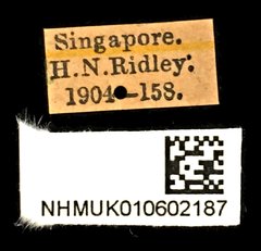 Chalcosoma atlas • All Rights Reserved Museum Label