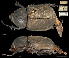Chalcosoma atlas • © Ang Yuchen • CC BY 4.0