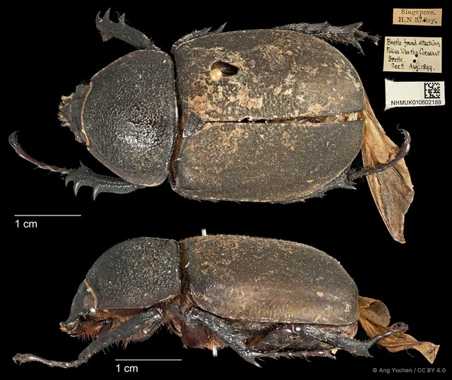 Chalcosoma atlas