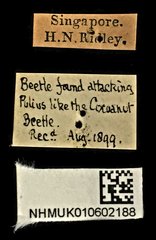 Chalcosoma atlas • All Rights Reserved Museum Label