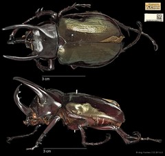 Chalcosoma chiron • © Ang Yuchen • CC BY 4.0