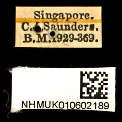 Chalcosoma chiron • All Rights Reserved Museum Label