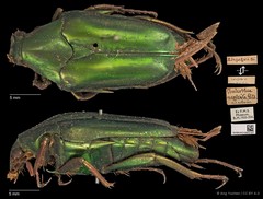 Chalcothea smaragdina • © Ang Yuchen • CC BY 4.0