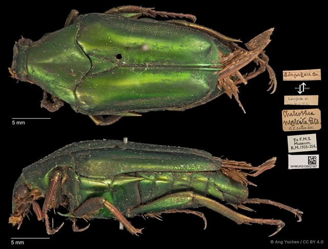 Chalcothea smaragdina • © Ang Yuchen • CC BY 4.0