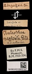 Chalcothea smaragdina • All Rights Reserved Museum Label