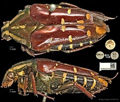 Coilodera helleri • © Ang Yuchen • CC BY 4.0