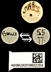 Coilodera helleri • All Rights Reserved Museum Label