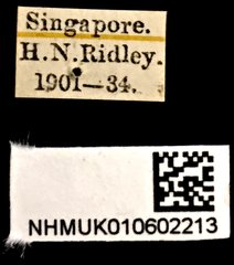 Dasyvalgus rollei • All Rights Reserved Museum Label