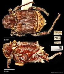 Dasyvalgus striatipennis • © Ang Yuchen • CC BY 4.0