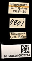 Dasyvalgus striatipennis • All Rights Reserved Museum Label