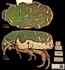 Glycyphana pygmaea • © Ang Yuchen • CC BY 4.0