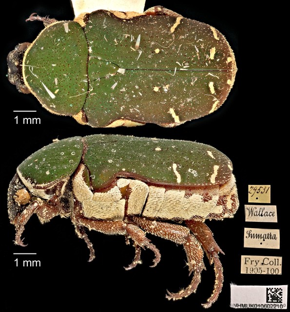 Glycyphana pygmaea • © Ang Yuchen • CC BY 4.0