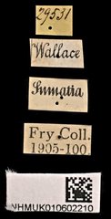 Glycyphana pygmaea • All Rights Reserved Museum Label