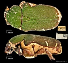 Glycyphana pygmaea • © Ang Yuchen • CC BY 4.0