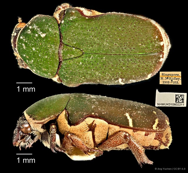 Glycyphana pygmaea