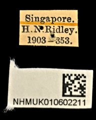 Glycyphana pygmaea • All Rights Reserved Museum Label