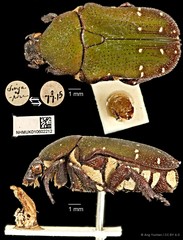 Glycyphana quadricolor • © Ang Yuchen • CC BY 4.0