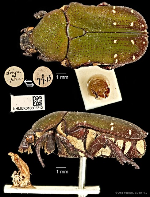 Glycyphana quadricolor • © Ang Yuchen • CC BY 4.0