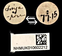 Glycyphana quadricolor • All Rights Reserved Museum Label