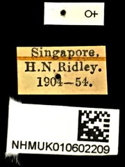 Glycyphana rufovittata • All Rights Reserved Museum Label