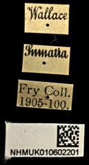 Meroloba suturalis • All Rights Reserved Museum Label