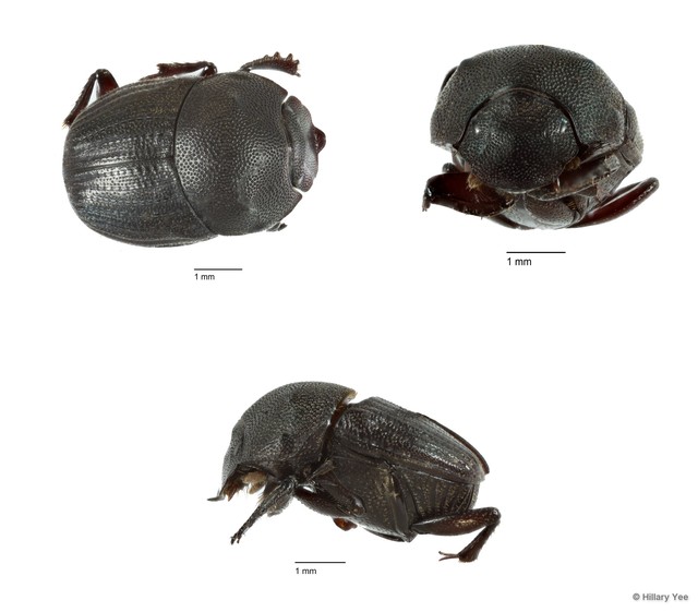 Onthophagus sp. "1" • © Hillary Yee • All Rights Reserved