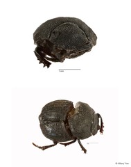 Onthophagus sp. "1" • © Hillary Yee • All Rights Reserved