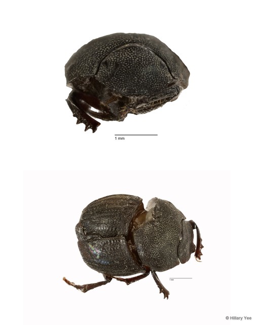 Onthophagus sp. "1"