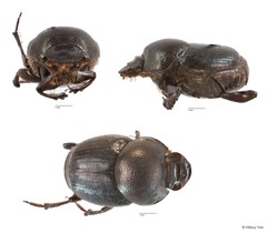 Onthophagus sp. "11" • © Hillary Yee • All Rights Reserved